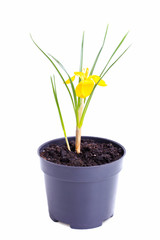 yellow crocus in a pot