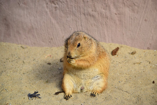 Small common dwarf mongoose sitting on the ground in public park at spring or summer season and Helogale parvula is a small African carnivore belonging to the mongoose family (Herpestidae).