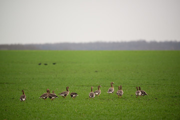 Greater White-fronted goose - Anser albifrons frontalis in the spring sowing