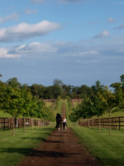 Obraz premium Woman and Horse
