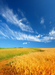 Obraz premium Wheat field against a blue sky