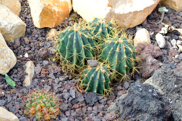 Beautiful Cactus with stone on the soil natural background.