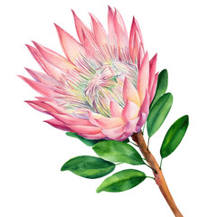 Watercolor protea flower, isolated on white background. Botanical illustration. Hand painted watercolor. 