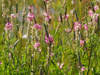 Onobrychis viciifolia - Le sainfoin cultivé, plante légumineuse aux petites fleurs rose pale, lavé de mauve, nervurées de pourpre sur épis dressés nectarifère et mellifère