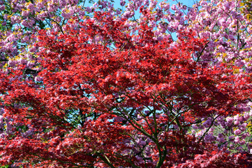 Beautiful of red maple leaves or japanese maple tree in the garden in sunny day and good weather at spring or summer season. Nature concept. Selective focus.