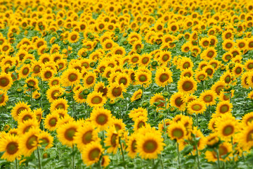 Field of sunflowers.  Yellow sunflowers grow in the field.  Agricultural crops. East Kazakhstan region. Kazakhstan.