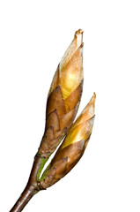 European beech / common beech (Fagus sylvatica) close up of twig with opening buds in spring against white background - obrazy, fototapety, plakaty