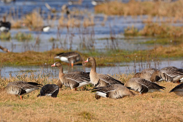 Greater white-fronted goose - Anser albifrons frontalis