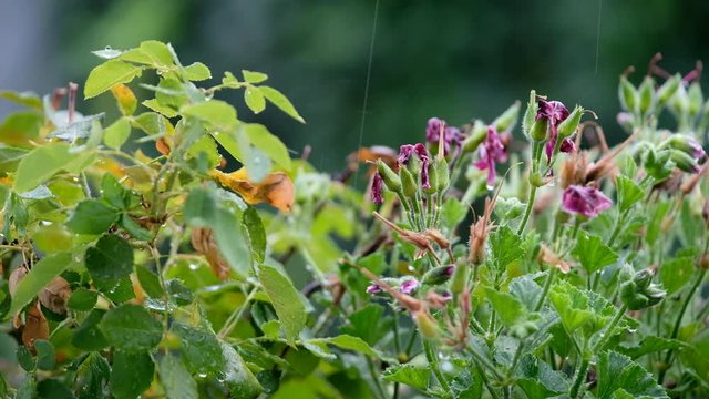 Closeup of fading geranium flowers and a rose plant on a balcony during rainfall in summer. Seen in Germany in August.