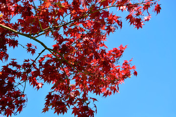 Beautiful of red maple leaves or japanese maple tree in the garden in sunny day and good weather at spring or summer season. Nature concept. Selective focus.