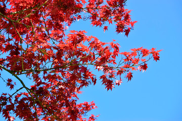 Beautiful of red maple leaves or japanese maple tree in the garden in sunny day and good weather at spring or summer season. Nature concept. Selective focus.