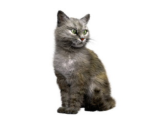 gray cat sits 3d render on a white background no shadow