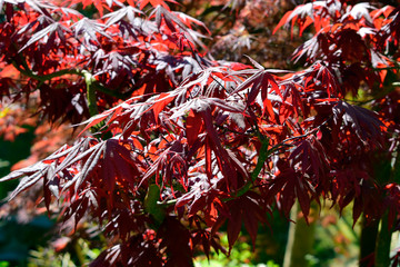 Beautiful of red maple leaves or japanese maple tree in the garden in sunny day and good weather at spring or summer season. Nature concept. Selective focus.