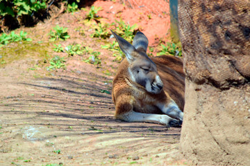 Soft focus of cute kangaroo sleeping on the grass and the sand nature background in sunshine day at spring or summer season.