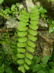 image of weeds live in mountain rocks