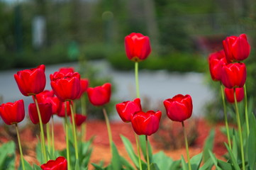 Blooming tulips. Bokeh blur in the background. Spring. Wallpaper for screensavers.