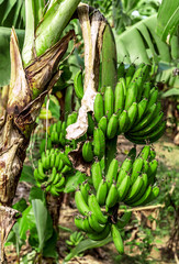 cutting the banana branches at banana farm