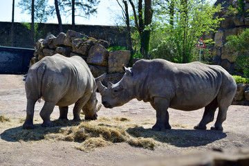 Obraz premium Closeup of Rhino or Rhinoceros standing on the ground and eating dry grass with sun reflection in sunshine day at spring or summer season.