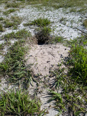 Burrow, nest of burrowing owl with styrofoam, located in recovering restinga ecosystem, common environment on beaches and lakes, being restored in Itaipu, Niterói, Rio de Janeiro, Brazil.