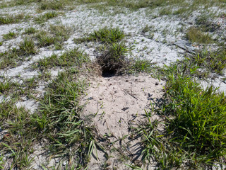 Burrow, nest of burrowing owl with styrofoam, located in recovering restinga ecosystem, common environment on beaches and lakes, being restored in Itaipu, Niterói, Rio de Janeiro, Brazil.