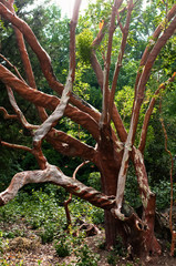 Eucalyptus have bark that is either smooth, fibrous, hard or stringy, leaves with oil glands