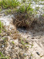 Burrow, nest of burrowing owl with styrofoam, located in recovering restinga ecosystem, common environment on beaches and lakes, being restored in Itaipu, Niterói, Rio de Janeiro, Brazil.
