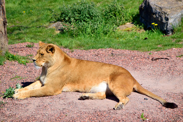 Fototapeta na wymiar Beautiful lion lying on the sand in sunshine day at spring or summer season, look so tired in life and want to relaxation and sleeping.