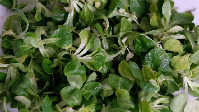 Food background: cornsalad lamb lettuce leaves. Slow Motion video. Close up