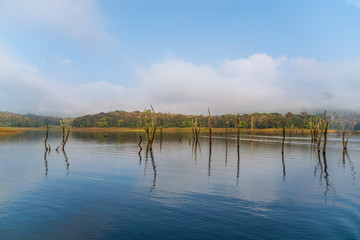 forest tiger reserver water reflection
