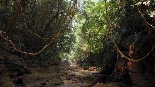 Jungle Forest Drone Flythrough on Dry Riverbed in Mawlynnong, India