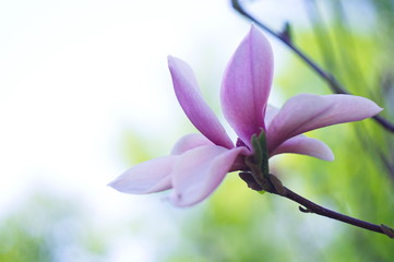 Blooming magnolia. Bokeh blur in the background. Nature.