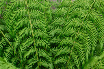 beautiful fresh green leaves of Cyathea dealbata or silver fern tropical plant background use for your design or nature concept. Leaf is the main organs of photosynthesis and transpiration.