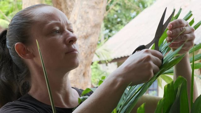 Woman gardener cuts dry tips of palm leaves with scissors in garden.