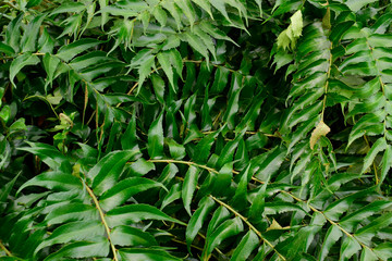 beautiful fresh green leaves of Cyrtomium falcatum fern tropical background use for your design or nature concept. Leaf is the main organs of photosynthesis and transpiration.