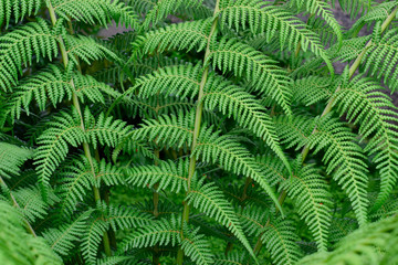 Fototapeta na wymiar beautiful fresh green leaves of Cyathea dealbata or silver fern tropical plant background use for your design or nature concept. Leaf is the main organs of photosynthesis and transpiration.