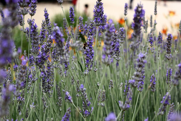 Naklejka premium Lavender Garden
