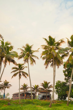 lake side coconut trees, an evening view in Kerala 