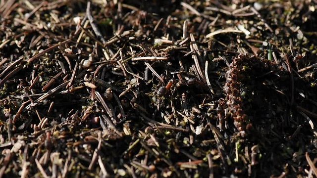 Working ants in anthill. Big anthill fn forest close-up. Ants colony in wildlife. Natural background.