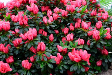 Fototapeta premium Beautiful Rhododendrons blossom spring flower with green leaves under sunlight and nature background in sunshine day, good weather at spring or summer season.