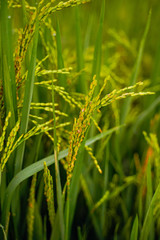 close up of yellow green rice field