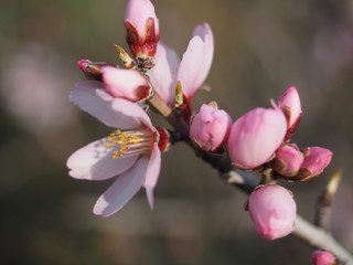 spring flower