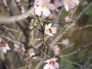 spring flower bee