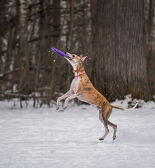Dog plays with a disc in the snow