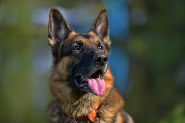 German shepherd portrait in summer