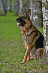 German shepherd portrait in summer