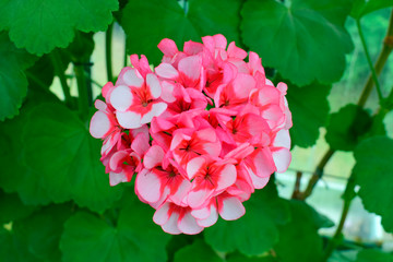 Beautiful of orange Geranium flowers with green leaves under sunlight in the garden on natural background at spring or summer season. Nature concept.
