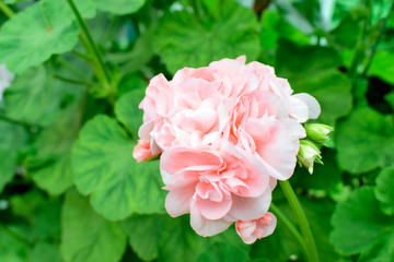 Beautiful of orange Geranium flowers with green leaves under sunlight in the garden on natural background at spring or summer season. Nature concept.