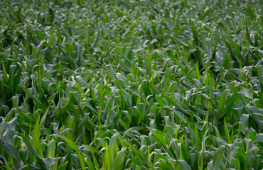 Fototapeta premium green corn field