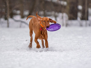 Dog plays with a disc in the snow