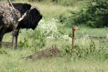 Struthio camelus australis